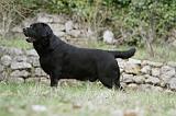 LABRADOR 874